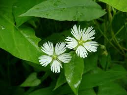 Image result for Stellaria sennii