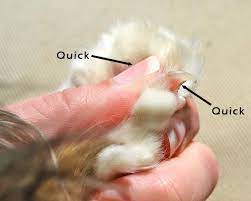 Stop A Nail From Bleeding Pet Hacks Cat Grooming Dog Care