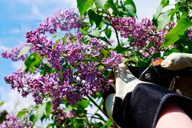Enjoy it for about three to five years until it outgrows the pot and needs transplanted into the how do you transplant a lilac bush? When And How To Prune A Lilac Bush