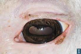 Sclc can grow and spread quickly. Is Your Horse At Risk For Squamous Cell Carcinoma The Horse