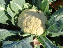 Cut the cauliflower from the plant with a large knife, leaving at least one set of leaves to protect the head. Cauliflower Looks To Become King Of The Early Spring Garden Caes Newswire