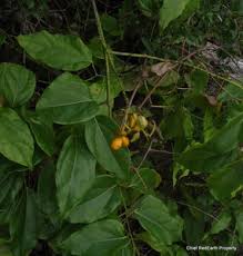 Image result for Tiliacora funifera