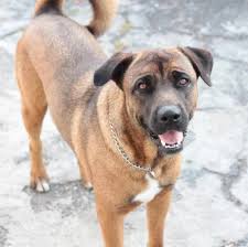 42+ Mastiff Mix Breeds