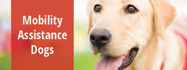 Mobility Assistance Dogs | Service Dogs for Physical Disabilities