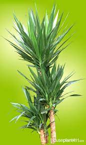 How To Grow A Yucca Plant Yucca Plant Yucca Plant Care Yucca Plant Indoor