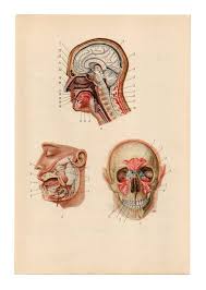 The Sick Rose Disease And The Art Of Medical Illustration Pdf Human Body Skull Print Anatomy Medical Anatomic Anatomical Upcycle Recycle Repurpose Biology Diagram Human Figure Drawing Skeleton Illustration Historical Drawings