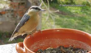 Il picchio muratore ( sitta ) o le cince del picchio sono un genere di uccelli canori che sono l'unico genere della famiglia sittidae nel sistema qui presentato. Picchio Muratore