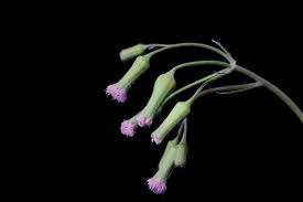 Image result for Emilia hockii