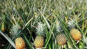 The pineapple plant doesn't reproduce from seeds, but instead new plants form from the roots of the pineapples grow from the crowns produced by the fruits, or from offsets produced around the base of. A Great Perennial How To Simply Propagate Pineapple Our Permaculture Life