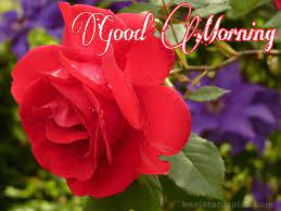 The first feelings of the day are often the most persistent, so it's always best to make them good and positive. 151 Good Morning Romantic Red Rose Images And Pics Best Status Pics