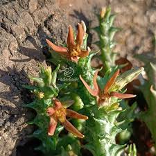 Image result for Orbea umbracula