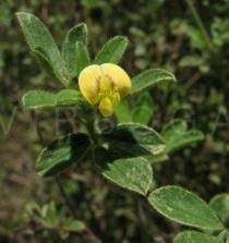 Image result for Stylosanthes fruticosa