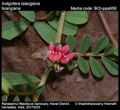 Image result for Indigofera transvaalensis