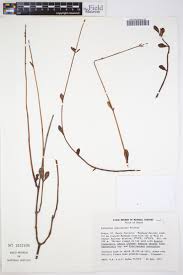 Image result for Kalanchoe glaucescens