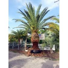 It is a relative of phoenix dactylifera, the true date palm. Florida Fancy Canary Island Date Palm 8 Trunk
