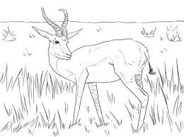 The trinket can be bought by the player after they have sold the legendary pronghorn horn to a fence. 35 Favorite Horse Colouring Pages Ideas Horse Coloring Pages Horse Coloring Colouring Pages