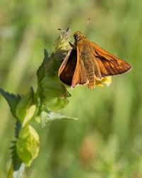 Image result for Ochlodes sylvanus