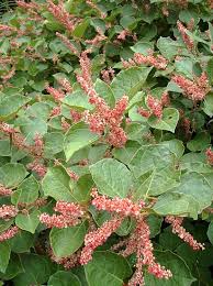 Image result for Fallopia