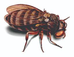 We provide the best services in the industry at value for money. How To Get Rid Of Black Flies Infestation Control