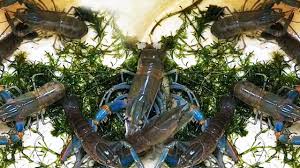 Selain di aquarium untuk udang hias, budidaya lobster sudah bisa dilakukan di media air tawar seperti kolam terpal maupun kolam beton. Budidaya Lobster Air Tawar Di Kolam Terpal Youtube
