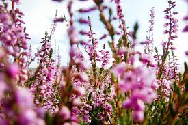 Maybe you would like to learn more about one of these? Best Time To See Flowers Of Lapland In Sweden 2021 Rove Me
