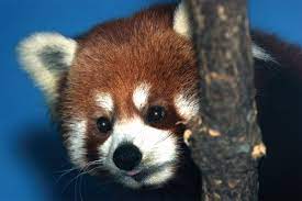 Admission For One Or Two To Zoo Brew At Blank Park Zoo Up To 55 Off Blank Park Zoo Zoo Park