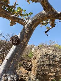 Image result for Sterculia africana