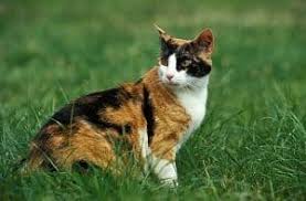 Female medium baby not mixed. How Much Do Calico Cats Cost Prices Considerations Faqcats Com