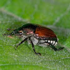 Most of them have two different kinds of bait to lure the. Do Japanese Beetle Traps Work