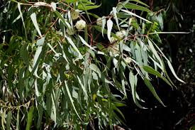 Image result for Eucalyptus camaldulensis
