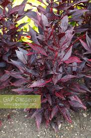 Image result for Iresine lindenii