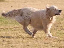 They were originally bred as hunting. How Fast Can Golden Retrievers Run Golden Retriever Speed