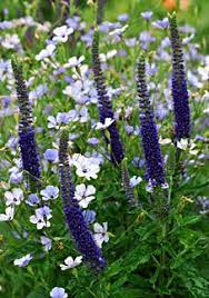 Veronica Spicata Sunny Border Blue Plants Purple Garden Perennials