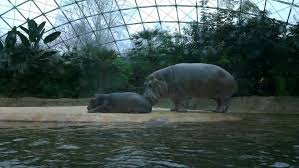 Berlin Zoo Zoo Zoological Zoodesign Zooarchitecture Animals Zooanimals Zoo Architecture Animal Habitats Zoo Animals