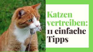 11 Wege Katzen Vertreiben Aus Dem Garten Praktische Tipps Youtube