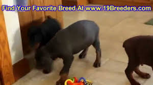 All of these experiences shape the puppies' personalities. Doberman Pinscher Puppies Dogs For Sale In Louisville Kentucky Ky 19breeders Bowling Green Youtube