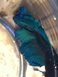 Betta Fish Help Is This Ich Treatments Would Paraguard Or Kanaplex Work Betta Betta Fish Fish