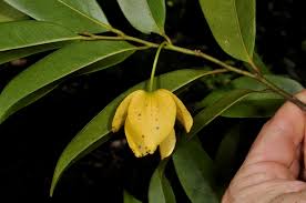 Image result for Huberantha