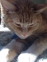 My Kitty