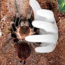 Pin Auf Tarantulas