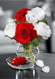 Pin By Bimal Kumar On Beautiful Flowers Beautiful Roses Beautiful Red Roses Beautiful Flowers