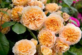 Image result for Margaretta rosea