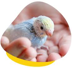 How To Hand Rear Companion Birds Feeding Weaning Housing
