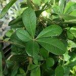 Image result for Rhoicissus digitata