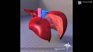 The liver is the largest gland in the body, weighing between 1 and 2.3 kg. Liver Anatomy 3d Model From Creativecrash Com Youtube