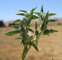 Image result for Crypsis vaginiflora