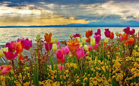 Spring Sunset At Lake Garda Spring Flowers Wallpaper Spring Desktop Wallpaper Desktop Background Nature