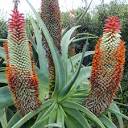 Aloes: Aloe speciosa