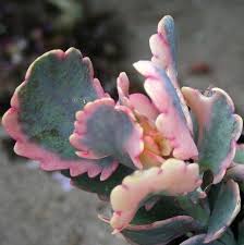 Bryophyllum Fedtschenkoi Variegata Aurora Borealis Variegated Lavender Scallops Fedtschenkoi Marginata Rosy Plants Succulent Gardening Cacti And Succulents