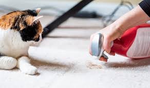Furry Friends & Fresh Floors: Carpet Cleaning Tips for Pet Owners -  JimsCleaning.com.au